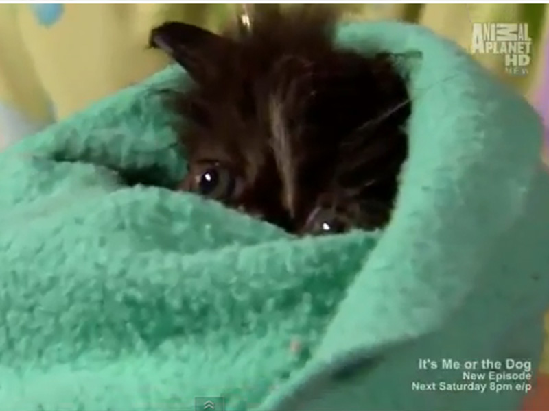 Oricât ai căuta nu o să găseşti imagini mai drăguţe ca astea! Puiuţul ăsta de pisică o să îţi topească inima! Uite-l la băiţă!