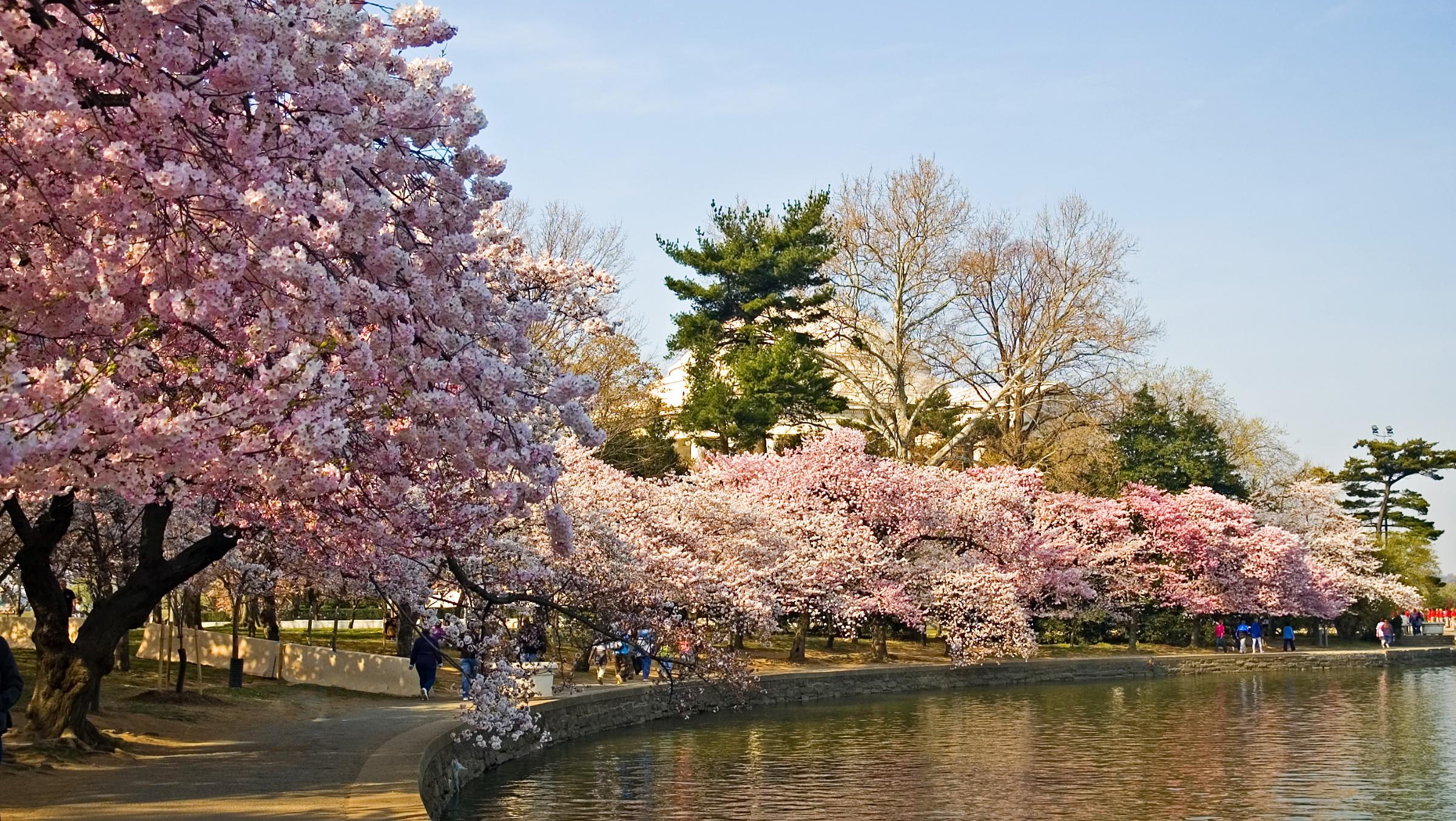 Nebunie la Tokyo - au înflorit cireşii! Uite cât de frumos poate să fie pe străzi!