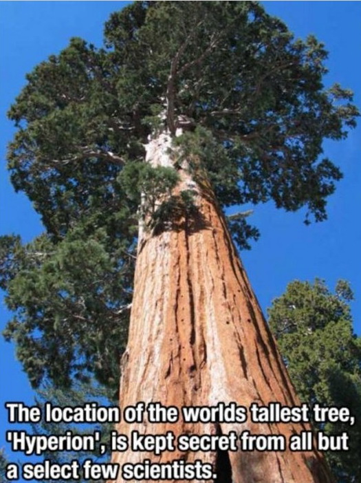 Cel mai inalt copac