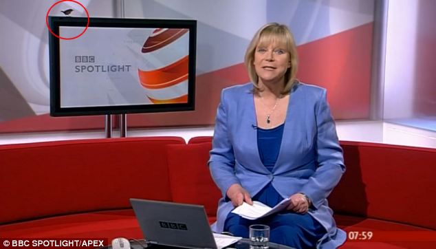 pasare in studioul de stiri BBC