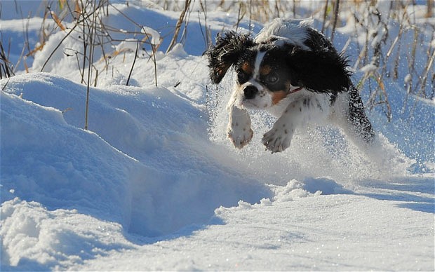 Cateii au un adevarat 