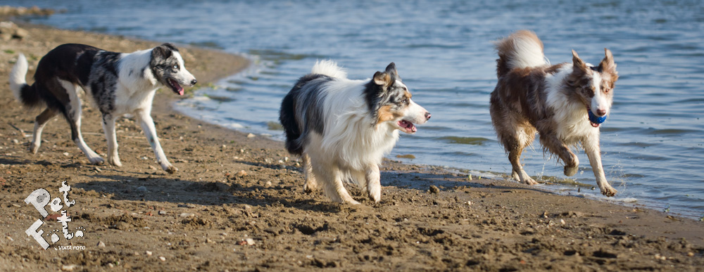 Pentru Bruno Icobet, Blue, Ozzy si J inseamna mult mai mult decat trei caini foto: Pet Foto