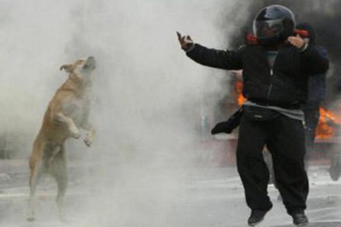 Pe Loukanikos nu l-au speriat nici gazele lacrimogene