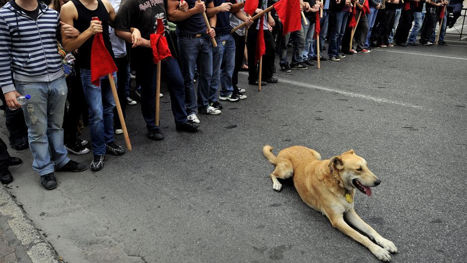 Loukanikos se afla in linia inatai, alaturi de camarazii lui
