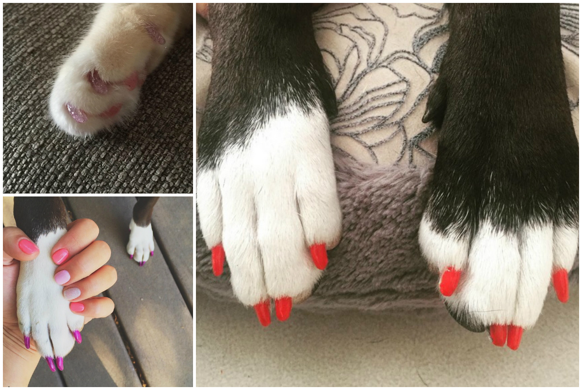Tot mai multe animale de companie apar fotografiate cu manichiura făcută