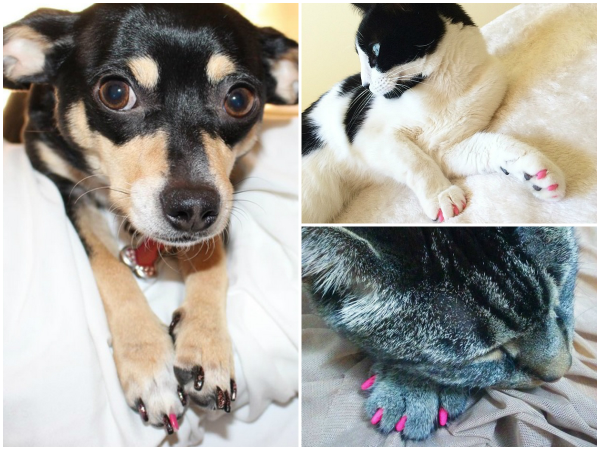 Stăpânii sunt fericiţi de noua modă, animăluţele nu prea