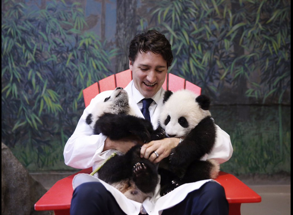 Justin Trudeau tine in brate puii de urs panda.
