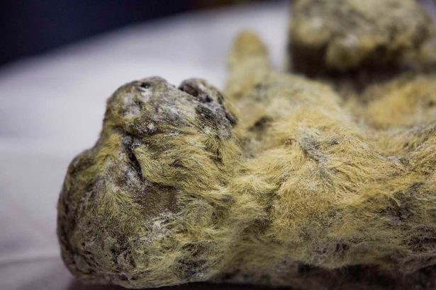 Puii de leu de peşteră au fost găsiţi întregi, inclusiv blana şi mustăţile lor erau intacte.