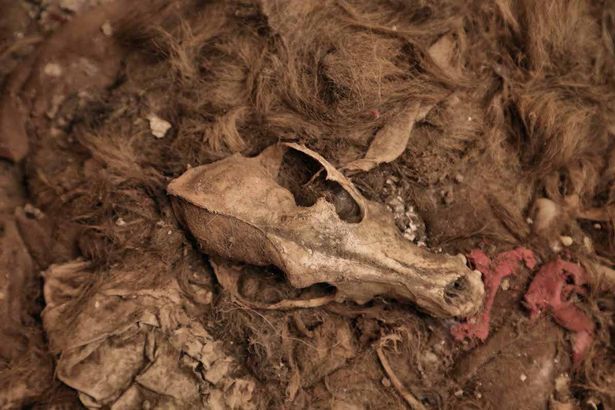 Exploratorul a surprins imagini şocante cu scheletele animalelor găsite în casa groazei.
