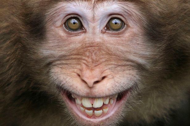 Din respect pentru banane, aceasta maimuţă râde cu toţi dinţii. 