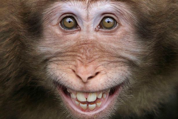 Din respect pentru banane, aceasta maimuţă râde cu toţi dinţii.