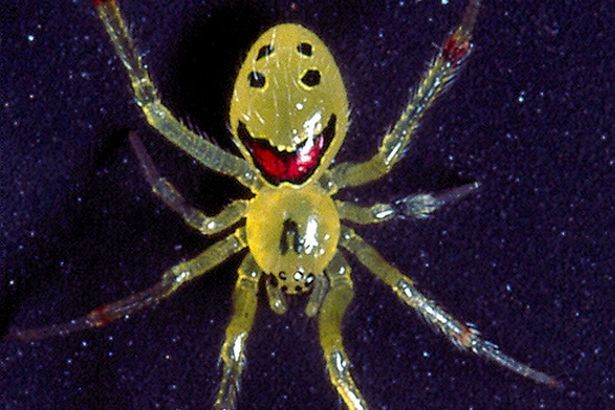 N-o fi zâmbetul lui, dar acest păianjen arată precum un emoji bucuros. 