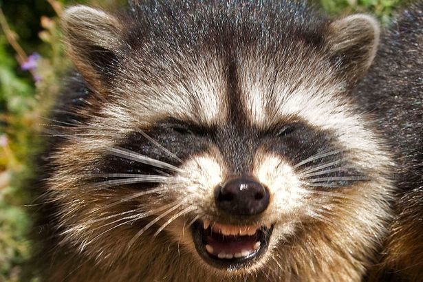 Aproape că-ţi doreşti sa auzi şi tu bancul la care râde acest raton, nu-i aşa?