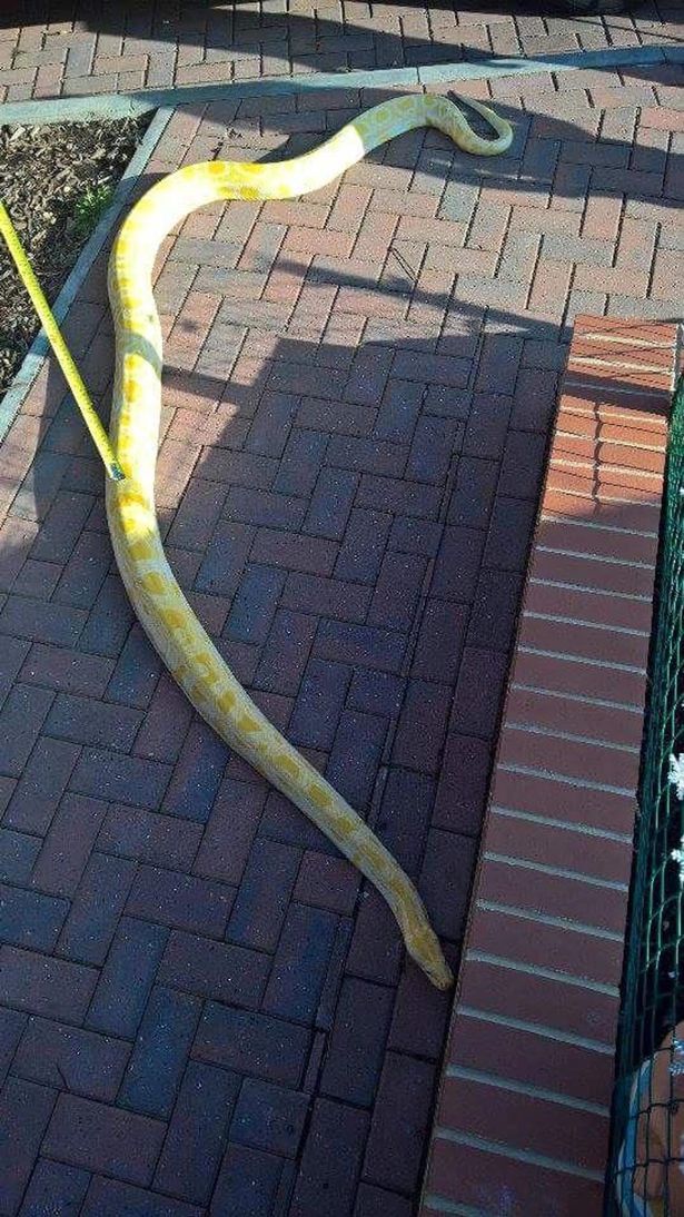 Mick şi Maggie au păstrat pitonul şi i-au oferit mai mult spaţiu pentru a se simţi liber şi neîngrădit.