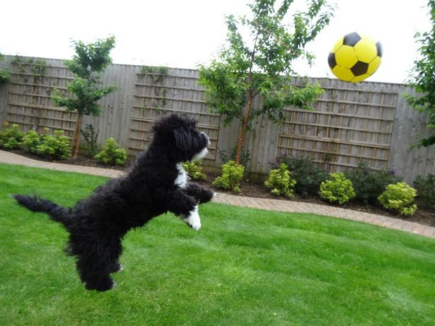 Alfie este vedetă pe internet, unde are mii de comentarii la fotografiile şi la filmuleţele pe care le postează Hannah.