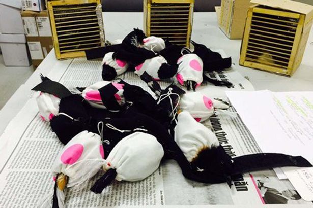 Bărbatul a pus cele 18 păsări în săculeţi din care le ieşeau doar capetele şi cozile, pe care i-a ascuns sub o pereche de pantaloni mai largi.