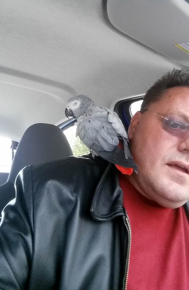 Papagalul s-a aşezat pe umărul lui Knight, care l-a ajutat, alături de ofiţerii de la Problem Parrots, să îşi regăsească prietenul.