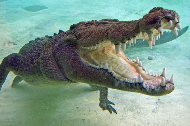 Crocodilul uriaş este destul de fioros, însă nu a atacat niciodată vreo persoană din familia adoptivă Haritos.