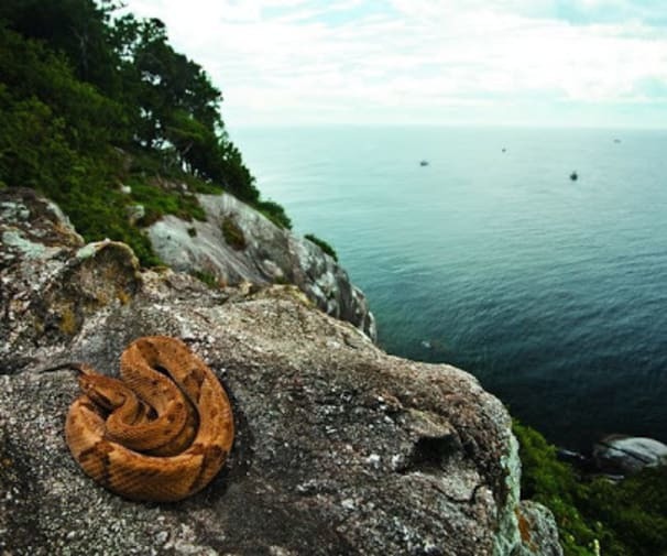Insula Şerpilor găzduieşte milioane de reptile