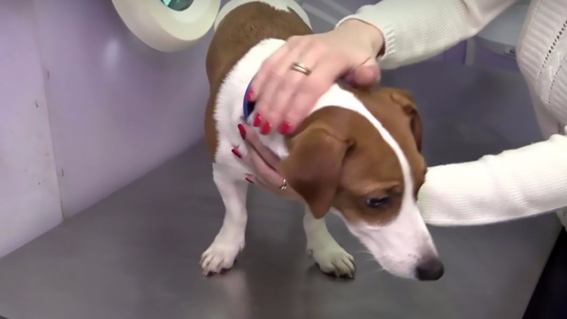 Patrupedul a fost operat după insistenţele familiei din Rusia