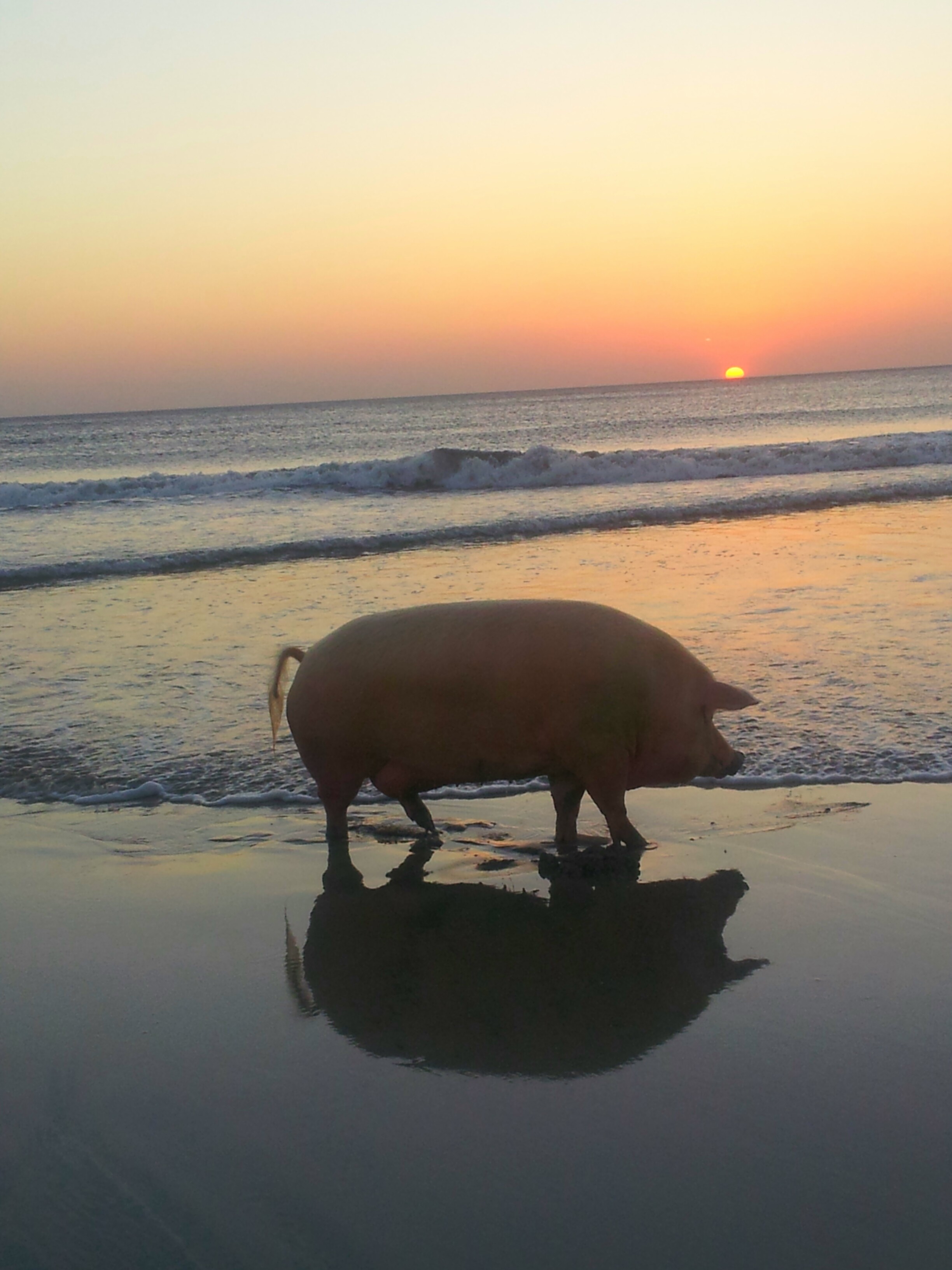 Porc pe plaja