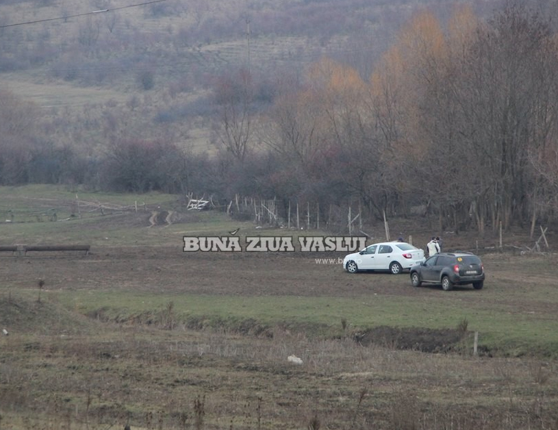 om eviscerat de un taur