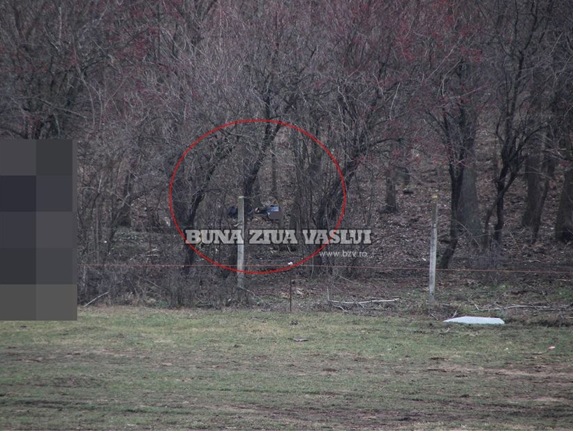 om eviscerat de un taur