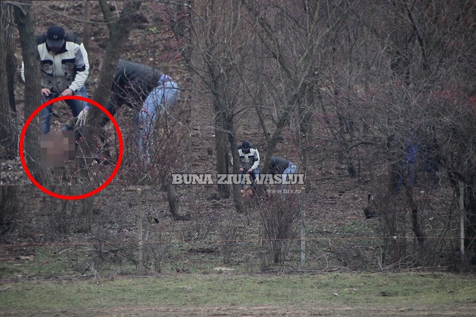 om eviscerat de un taur