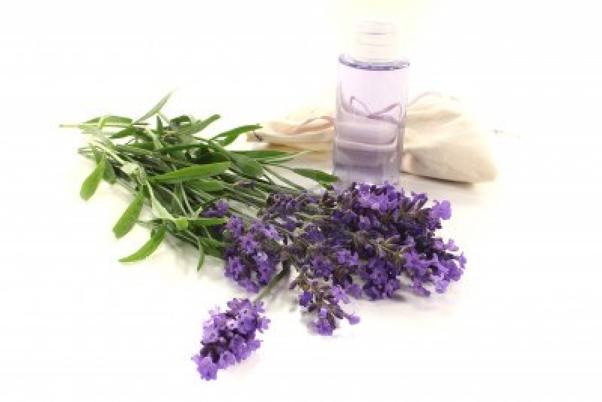 Lavanda