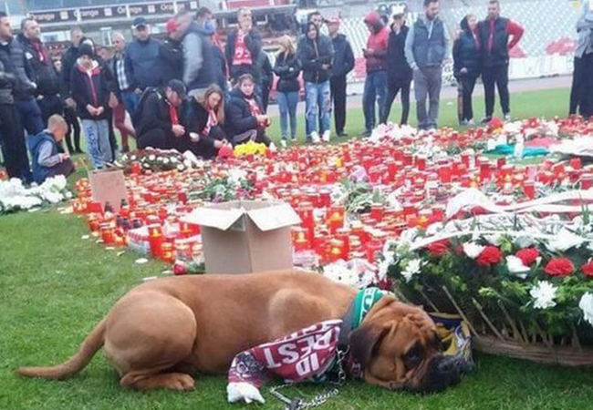 Un câine a fost surprins pe stadionul Dinamo, lângă lumânările aprinse.