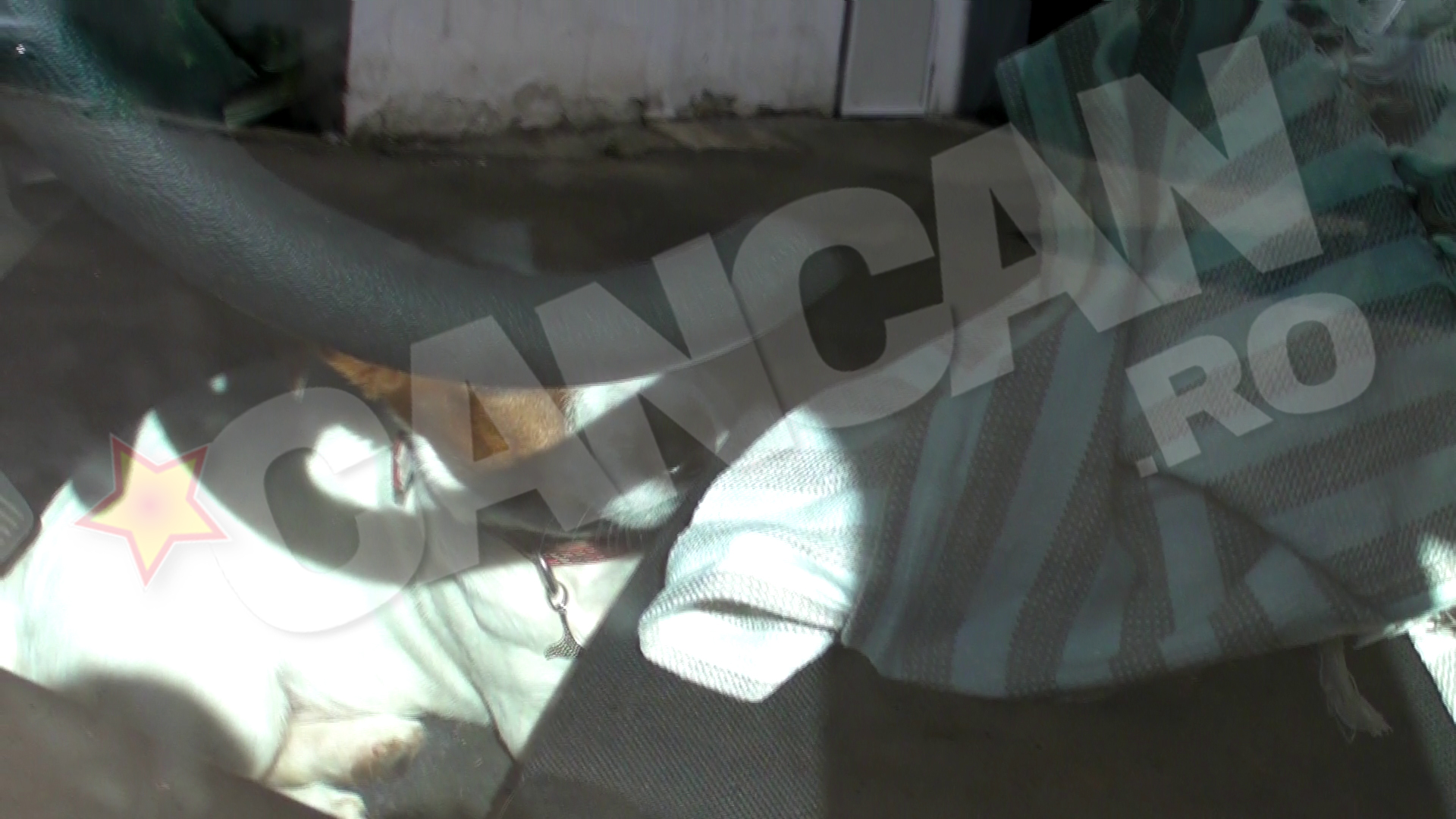 Ami s-a ascuns de razele soarelui sub volan, unde probabil era mai racoare