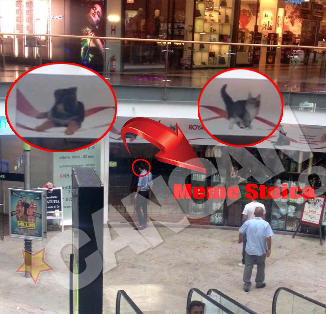 Meme Stoica se opreste pentru cateva minute si se uita cu drag la cativa catei expusi la pet-shop