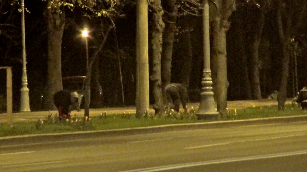 Teri persoane au fost surprinse de paparazzi CANCAN.ro in timp ce furau de zor sute de fire de lalele