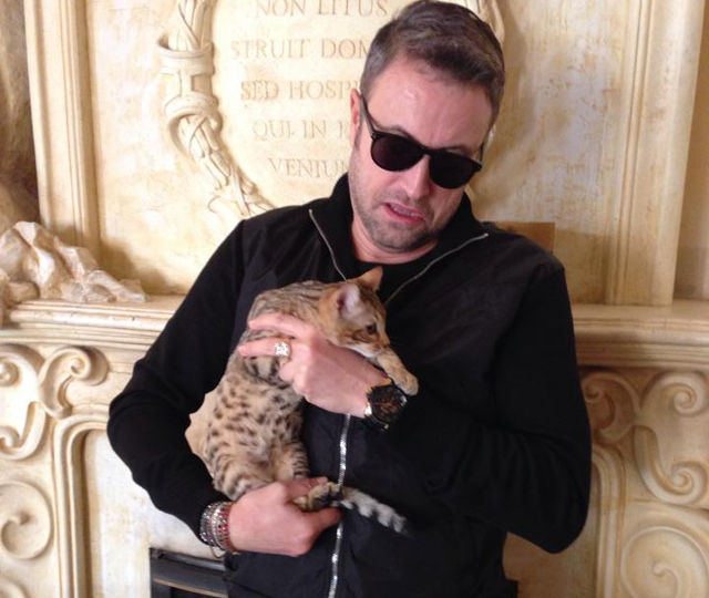 Bote alaturi de pisica bengaleza