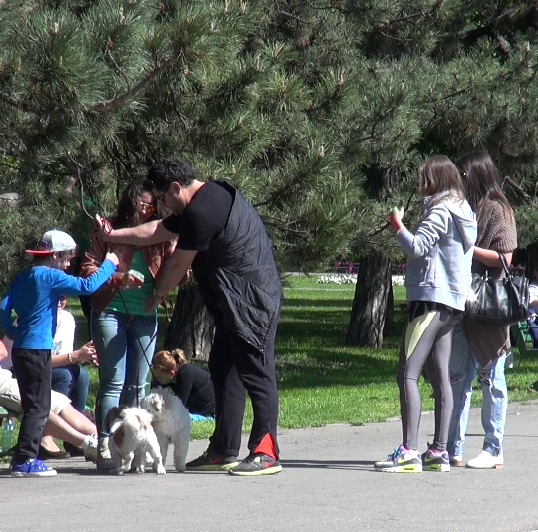 Artistul intervine cu promptitudine in momentul in care patrupedul nu mai vrea sa plece de langa o catelusa care i-a cazut cu tronc