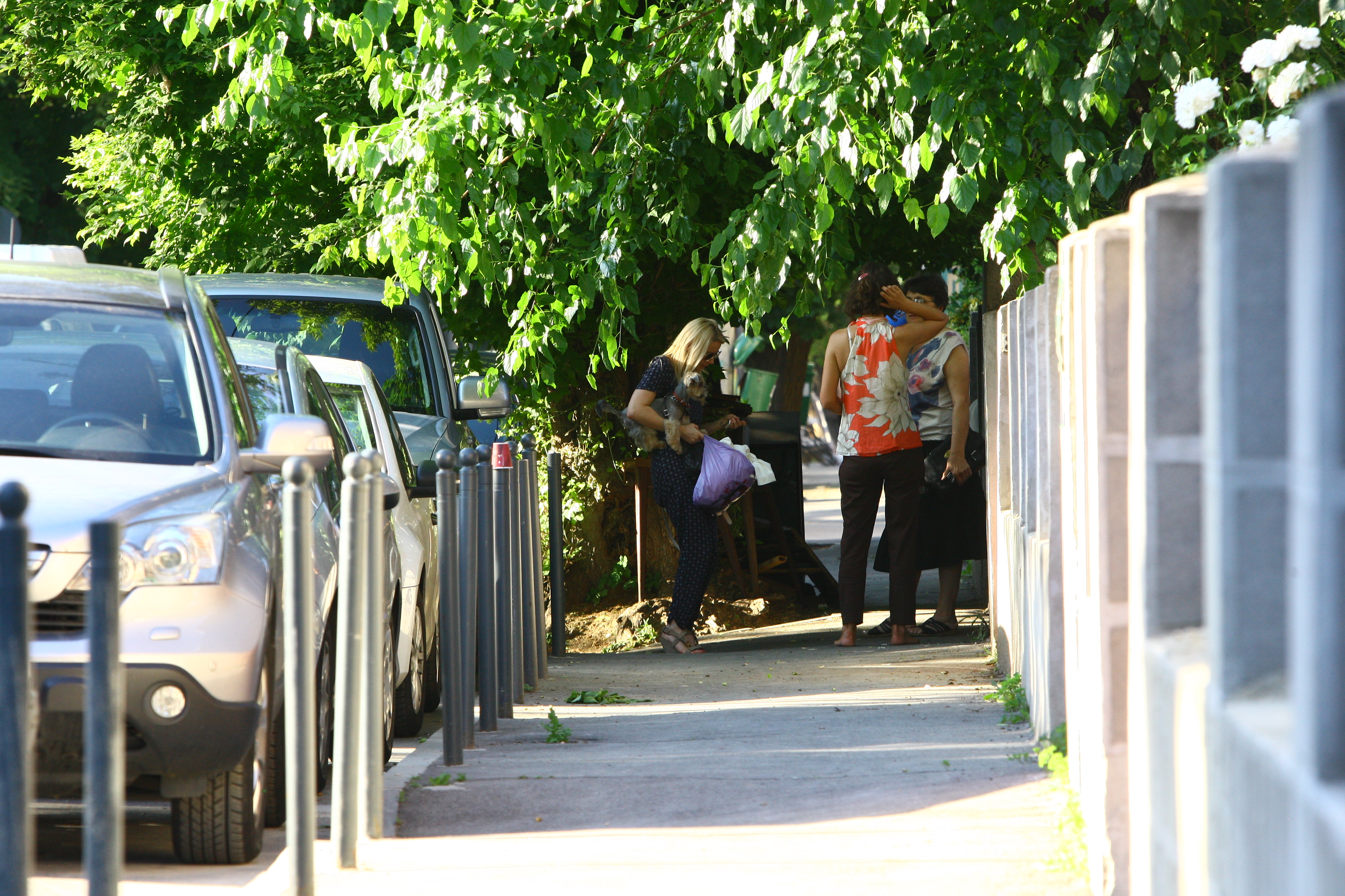 Cainele o insoteste pe Cosoi aproape peste tot