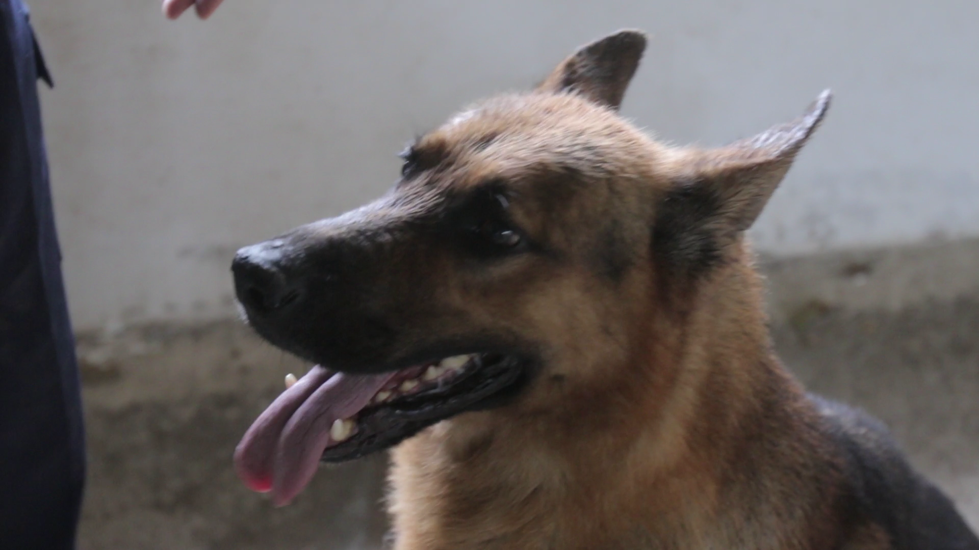 Patrupedul a fost implicat in mai multe cazuri extrem de mediatizate