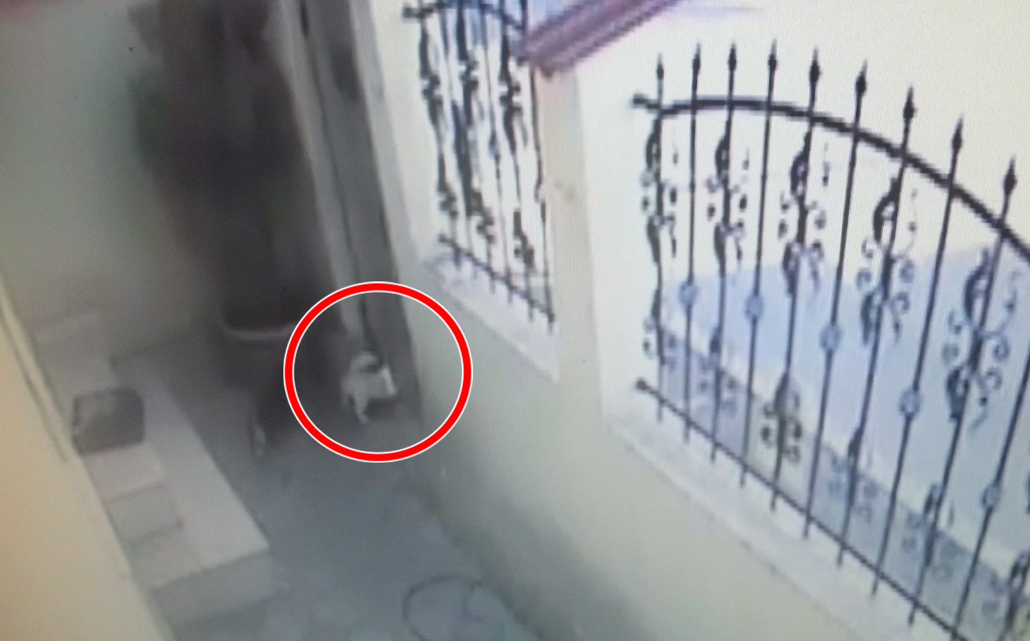 Catelul reuseste sa se strecoare afara