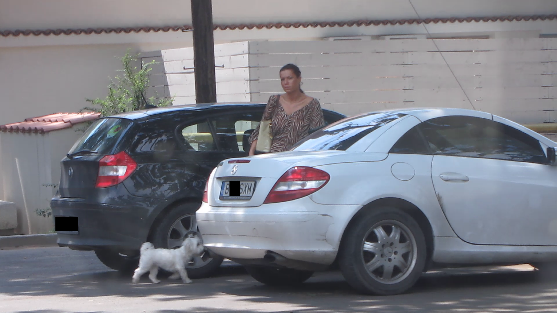 Bichonul se grabeste sa-si in primire locul din masina