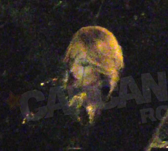 Blonda a fost filmata tragand cu nesat dintr-o tigara