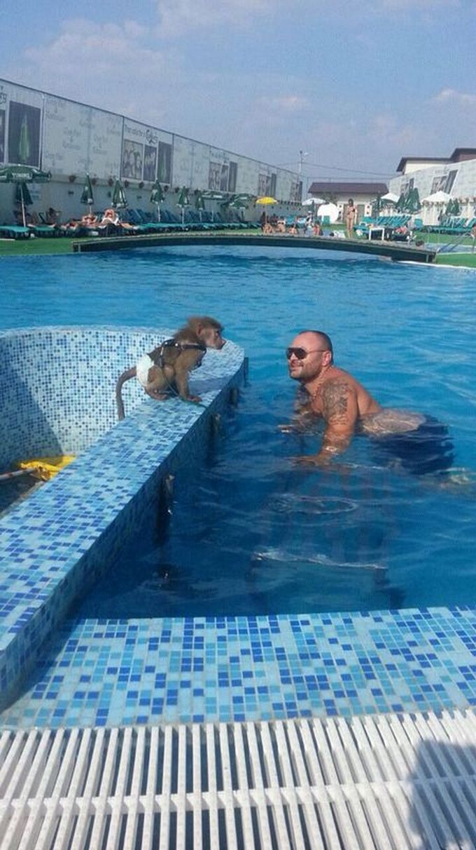 Maimuta este rasfatata la maximum de catre Leo