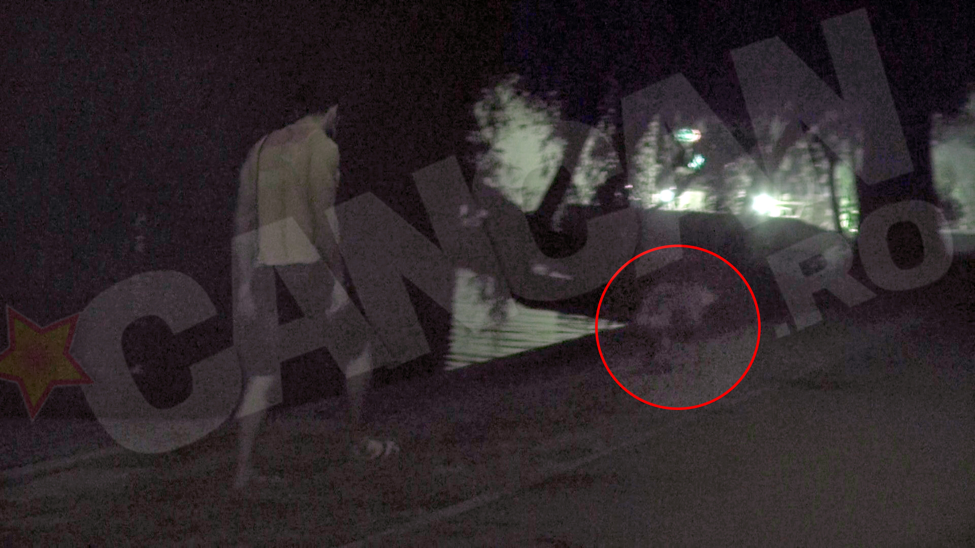 Skip se scutura dupa ce a iesit din lac