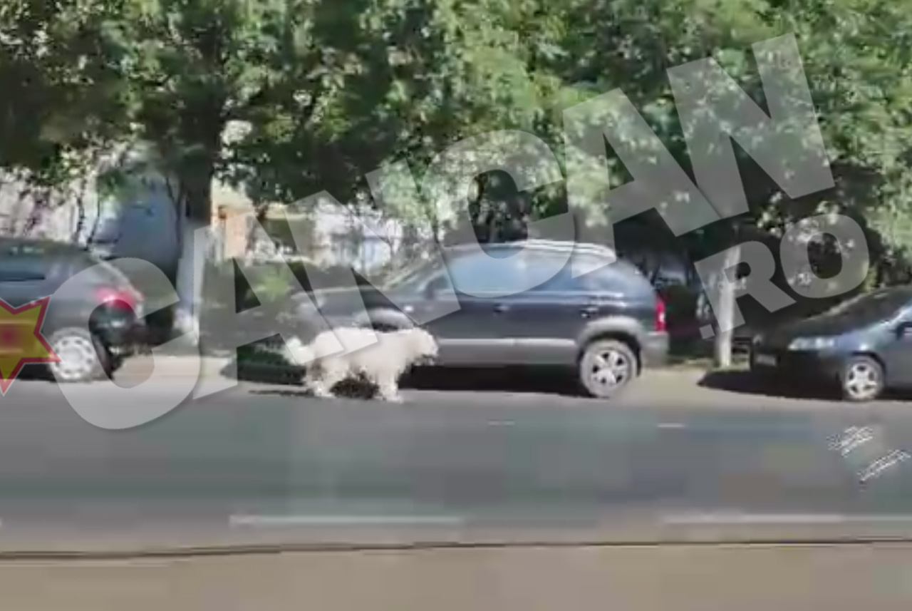 Cainele isi cauta disperat stapanul