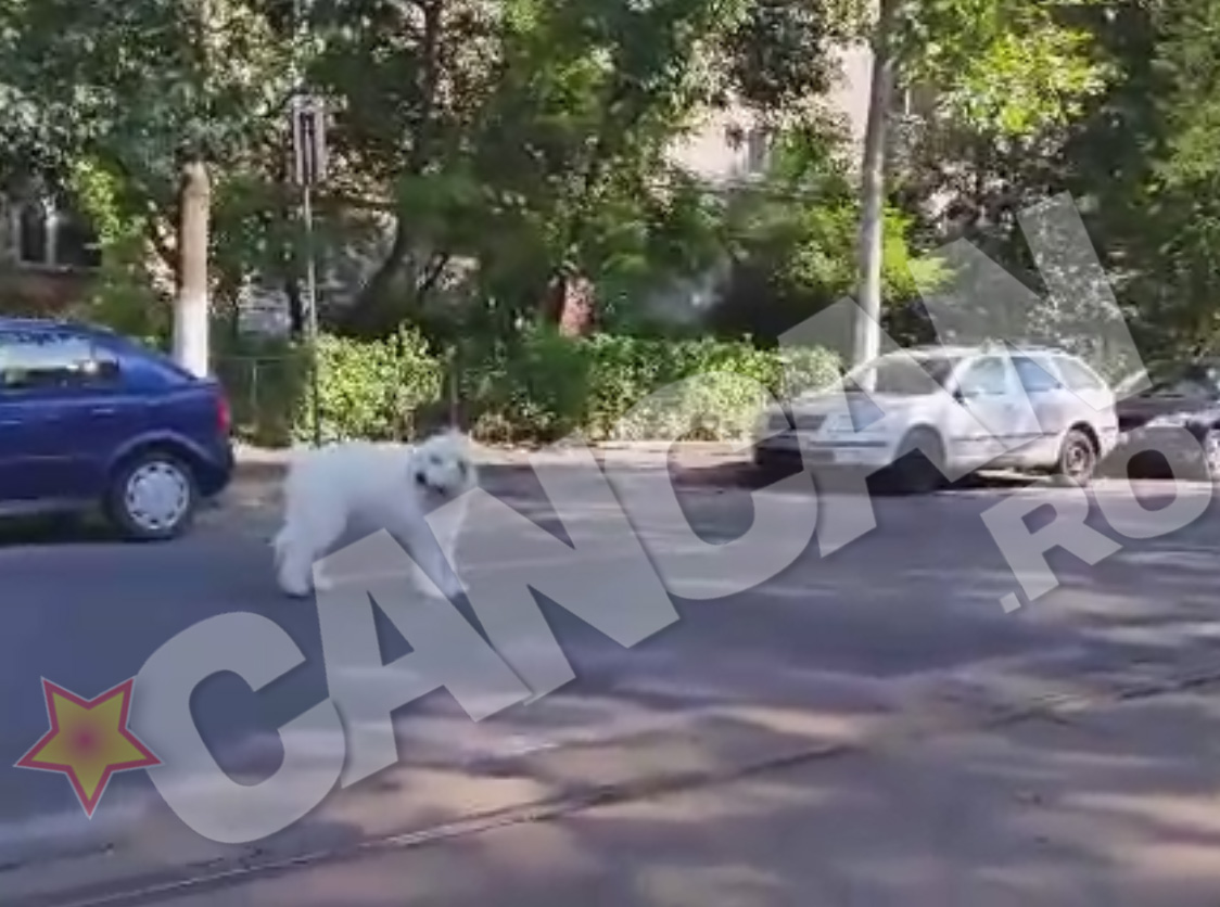 Animalul se uita speriat la masiniile care se indreapta din sens opus