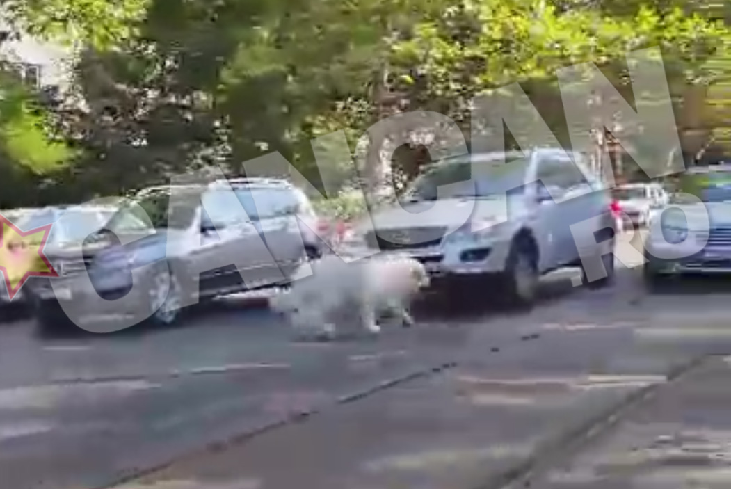 La un moment dat se hotaraste sa traverseze strada