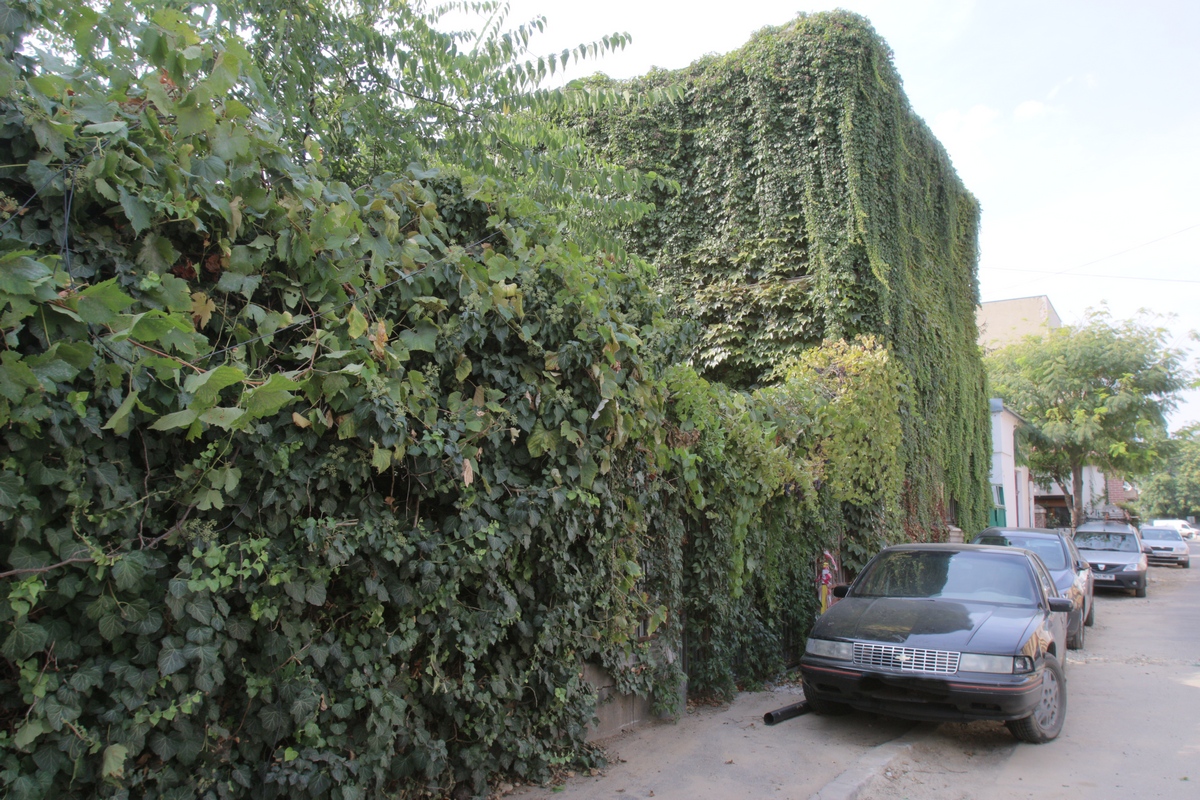 Casa este imbracata numai in iedera