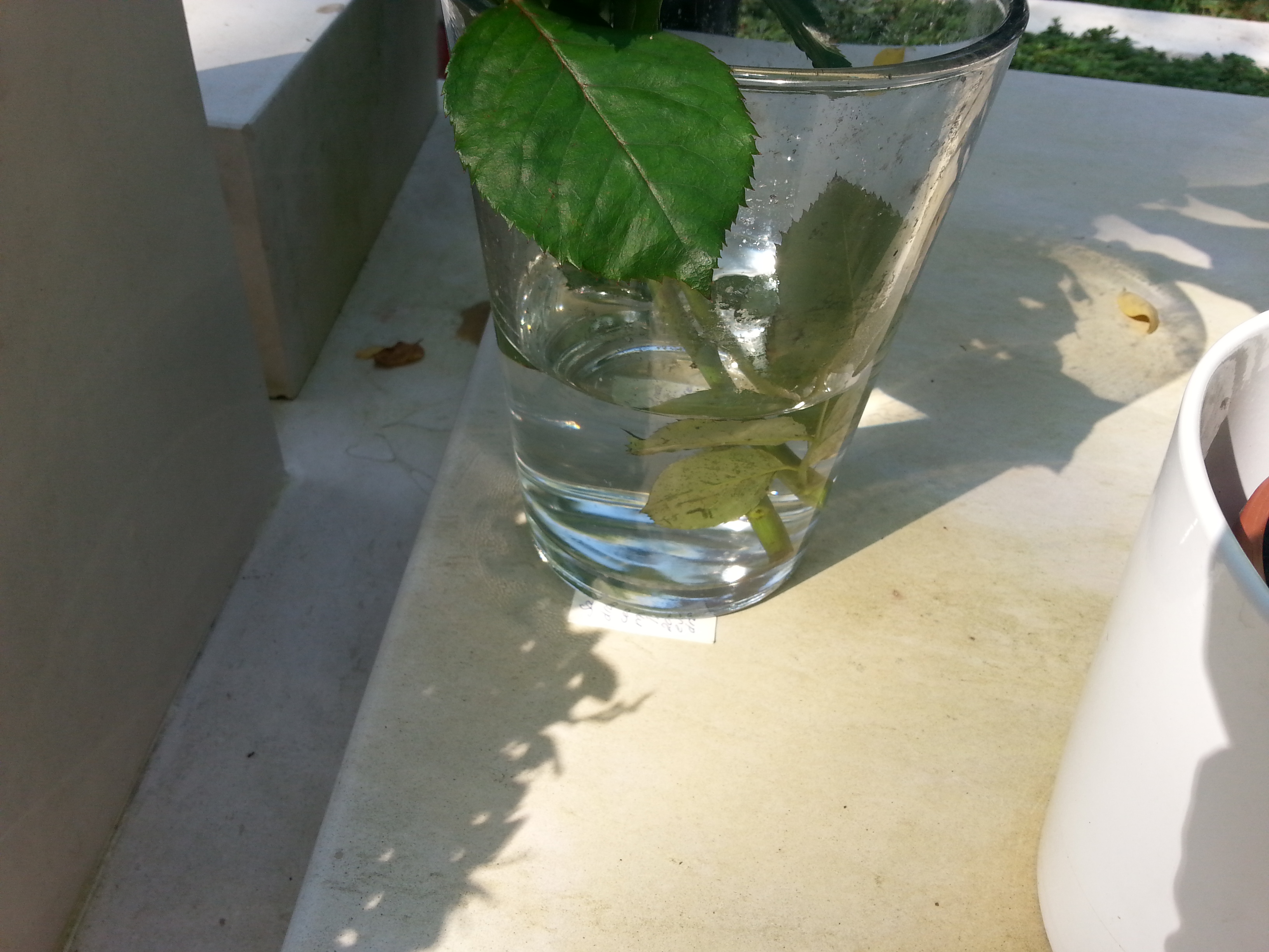 Sergiu a ascuns cartea de vizita sub o vaza de flori