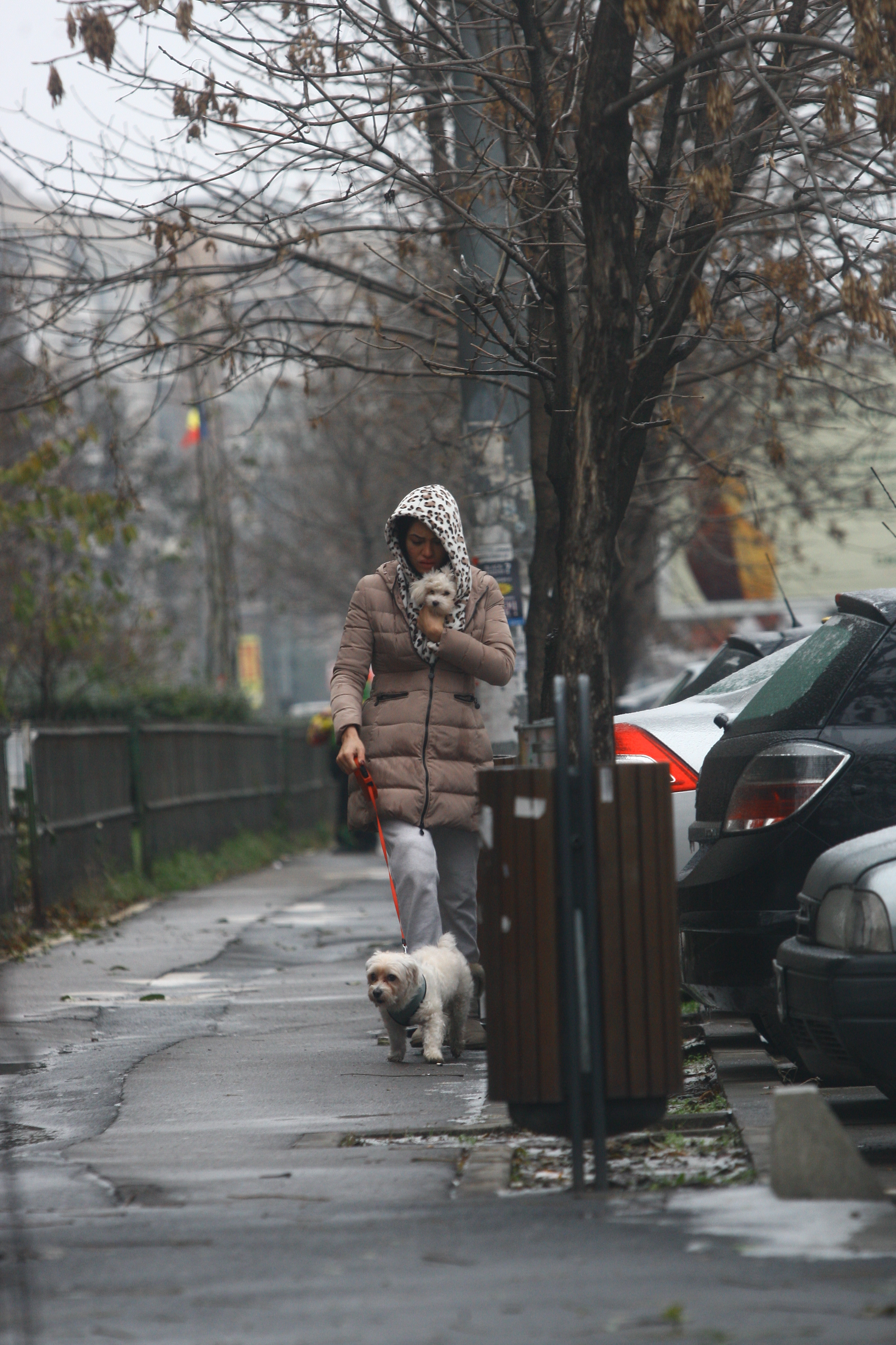 margherita plimba cainii nemachiata