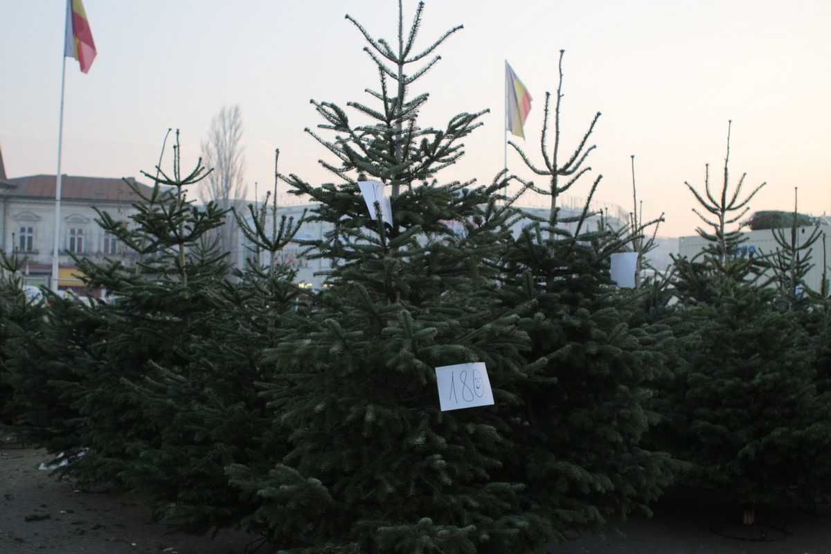 Pretul unui pom de Craciun porneste de la 59 de lei in Piata Obor