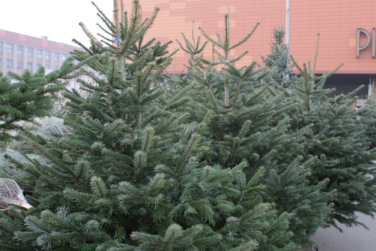 Zeci de romani vin in fiecare zi si cumpara brazi in rate